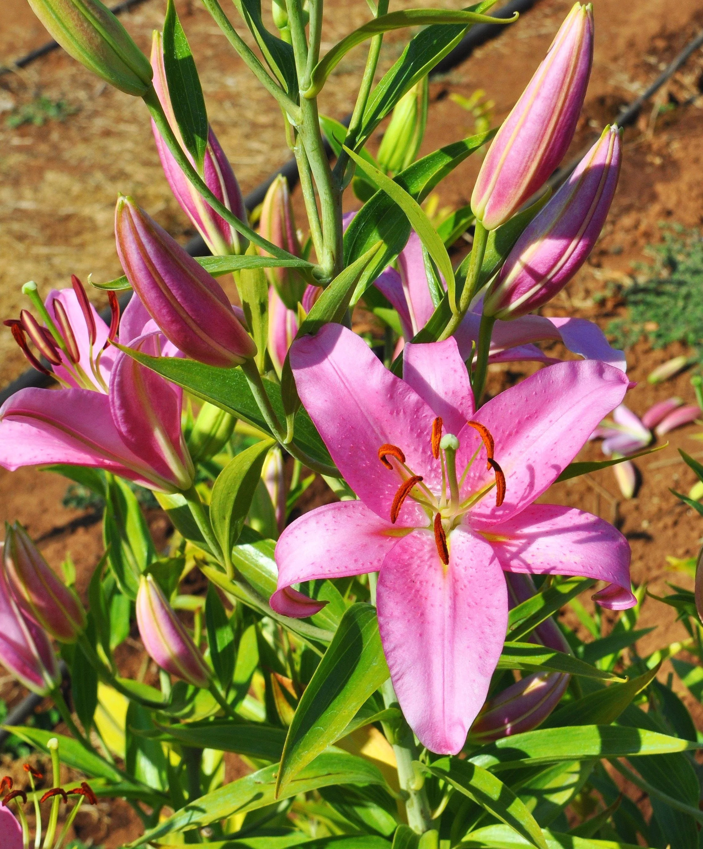 Mak-Leek Specials — The Lily Garden